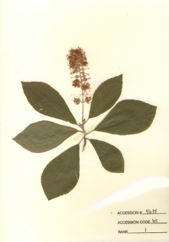 primary herbarium image