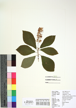 primary herbarium image