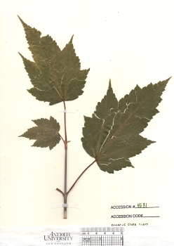 primary herbarium image