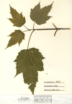 primary herbarium image