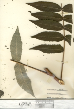 primary herbarium image