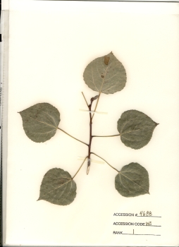 primary herbarium image