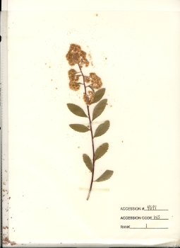primary herbarium image