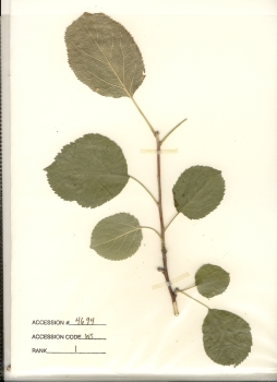 primary herbarium image