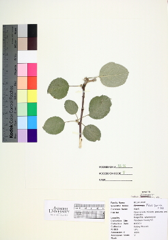 primary herbarium image