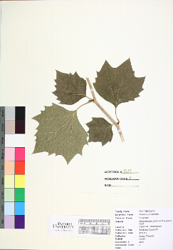 primary herbarium image
