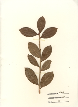 primary herbarium image