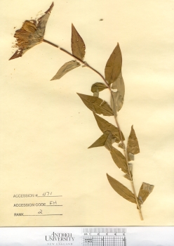 primary herbarium image