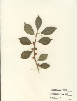 primary herbarium image