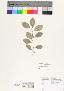 primary herbarium image