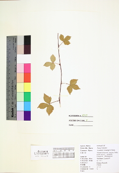 primary herbarium image