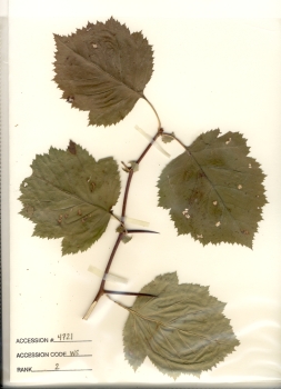 primary herbarium image