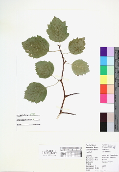primary herbarium image