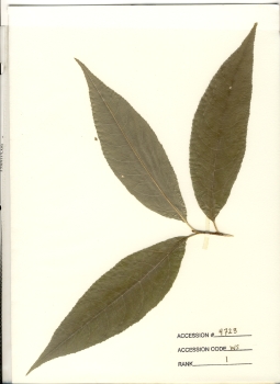 primary herbarium image