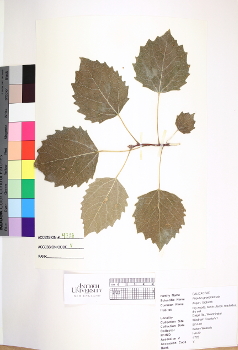 primary herbarium image