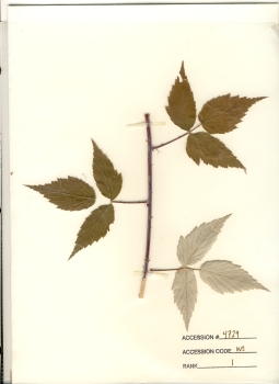 primary herbarium image