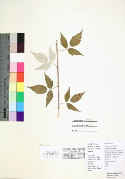 primary herbarium image