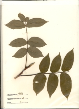 primary herbarium image
