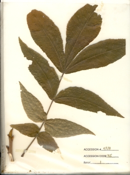 primary herbarium image