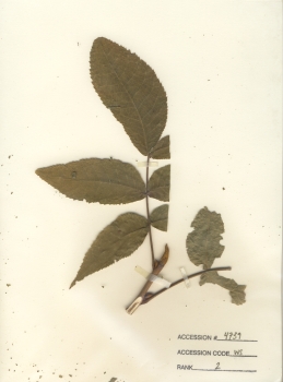primary herbarium image