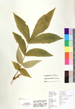 primary herbarium image
