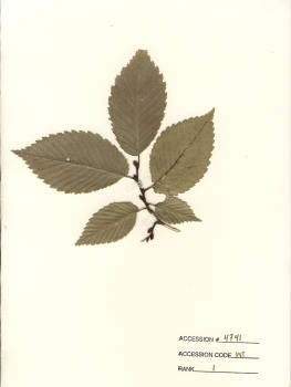 primary herbarium image