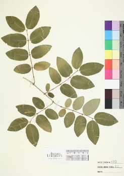 primary herbarium image