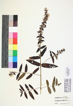 primary herbarium image