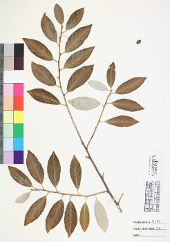 primary herbarium image