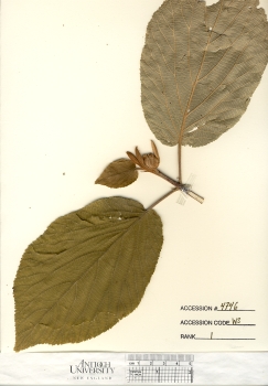 primary herbarium image