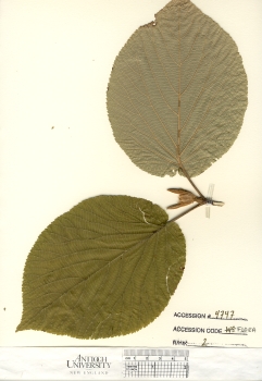 primary herbarium image