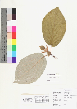 primary herbarium image