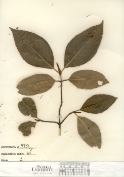 primary herbarium image