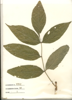primary herbarium image