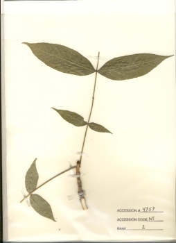 primary herbarium image