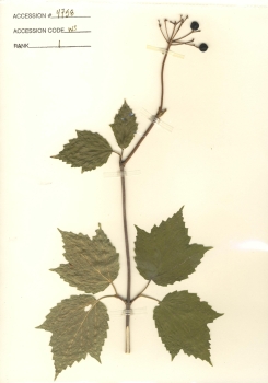 primary herbarium image