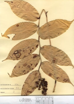 primary herbarium image