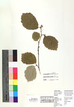 primary herbarium image