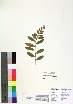 primary herbarium image