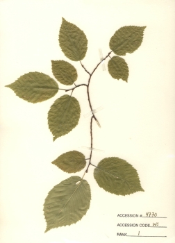 primary herbarium image