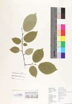 primary herbarium image