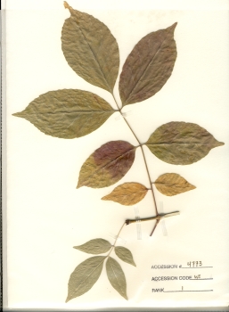 primary herbarium image