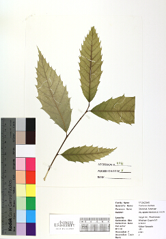primary herbarium image