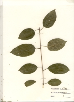 primary herbarium image