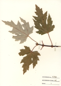 primary herbarium image