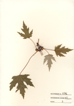 primary herbarium image