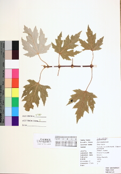 primary herbarium image