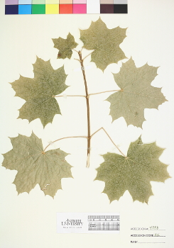 primary herbarium image