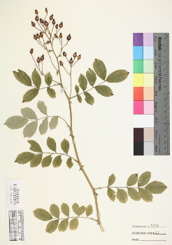 primary herbarium image