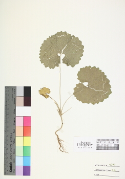 primary herbarium image